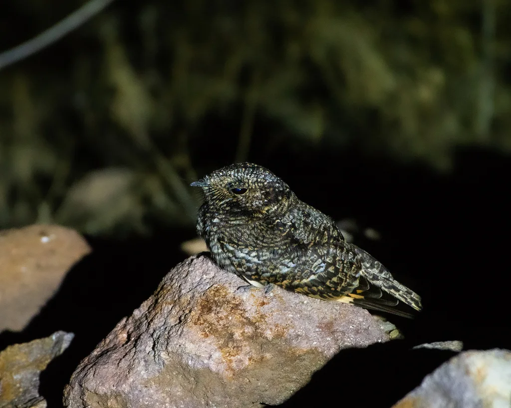 小斑翅夜鹰(Quechuavis decussata)