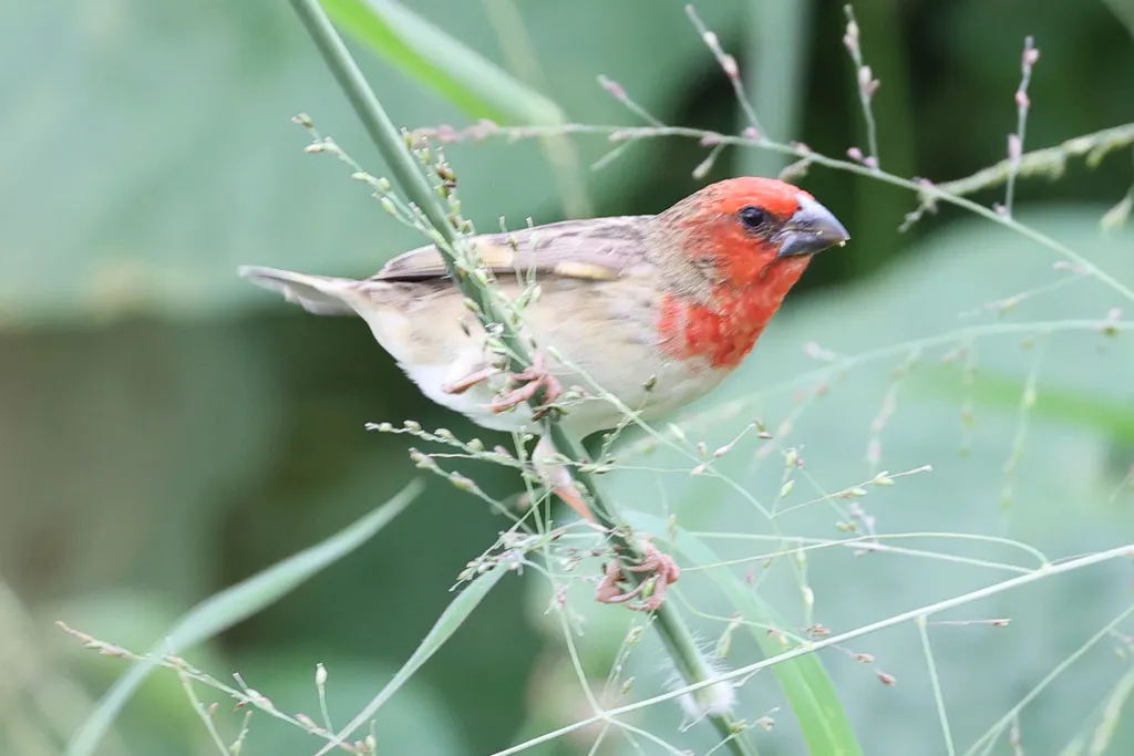 绯红奎利亚雀(Quelea cardinalis)