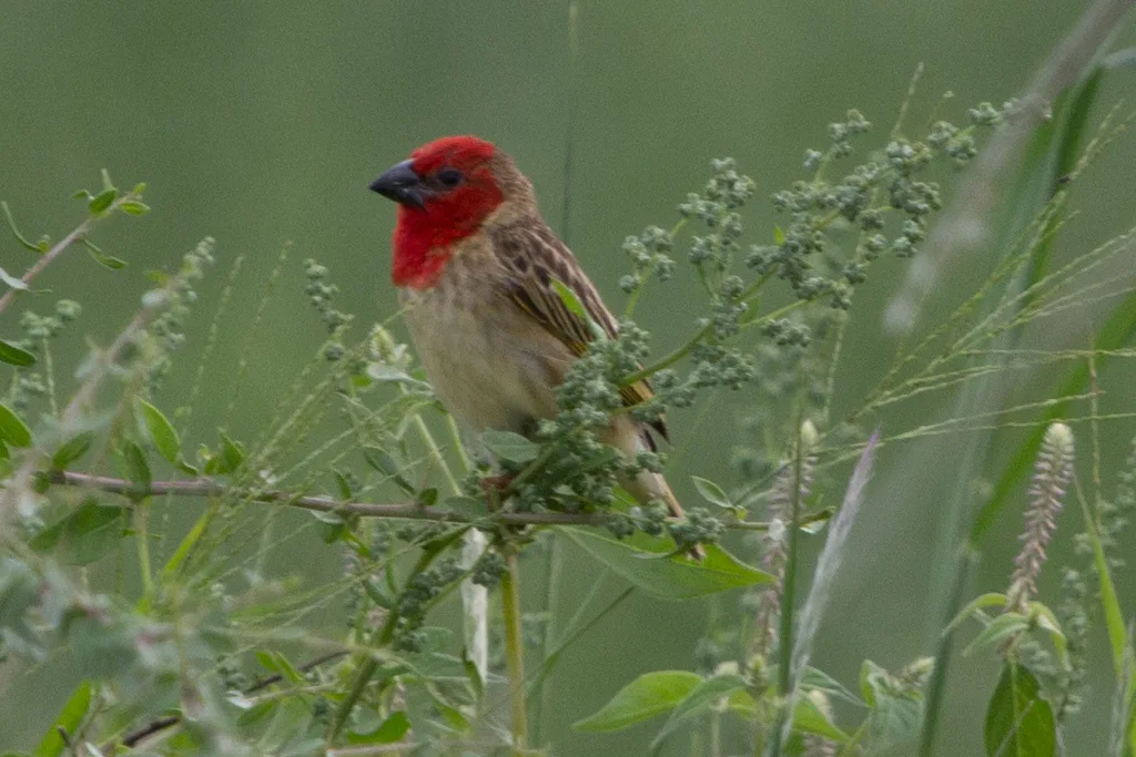 绯红奎利亚雀(Quelea cardinalis)