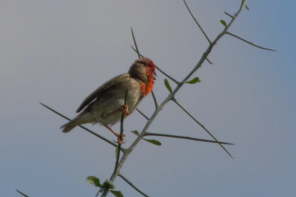 绯红奎利亚雀(Quelea cardinalis)