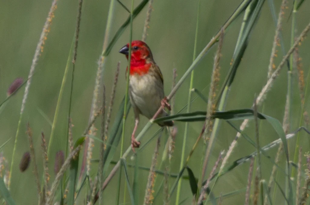 绯红奎利亚雀(Quelea cardinalis)