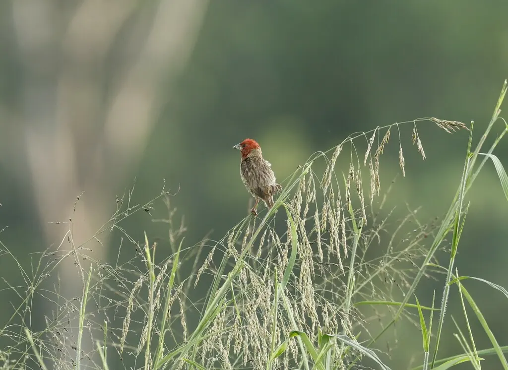 红头奎利亚雀(Quelea erythrops)