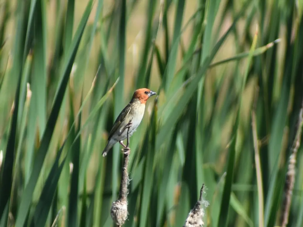 红头奎利亚雀(Quelea erythrops)