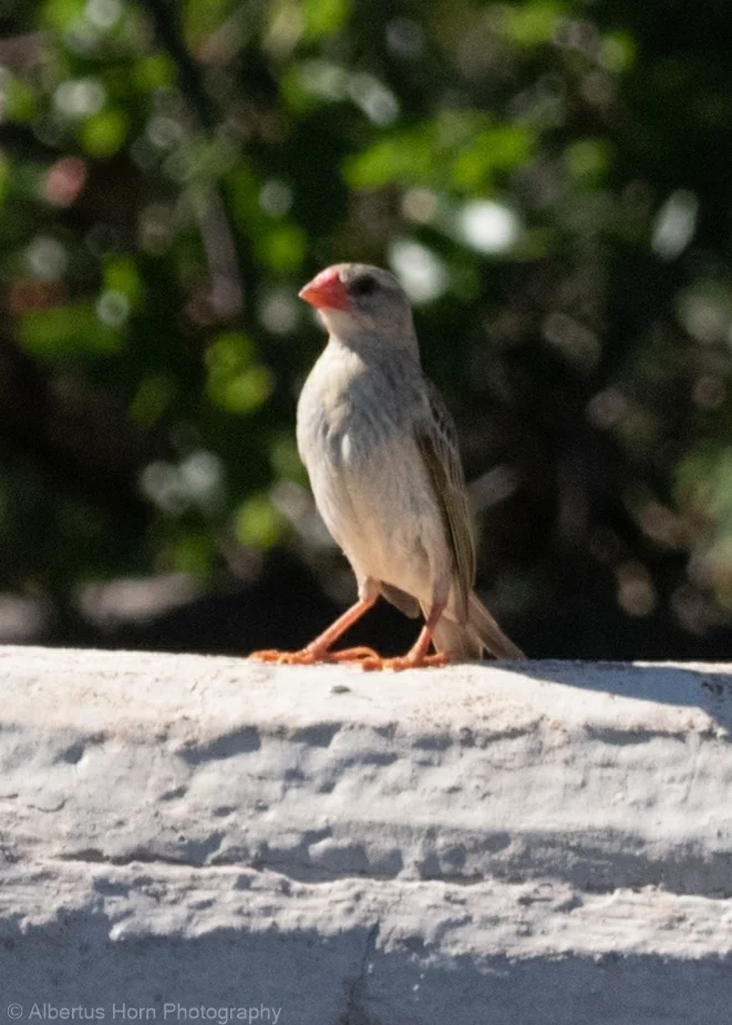 红嘴奎利亚雀(Quelea quelea)