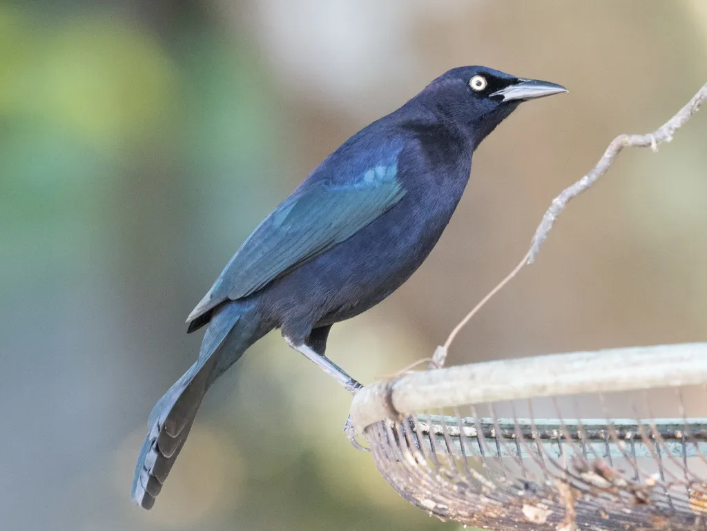 辉拟八哥(Quiscalus lugubris)