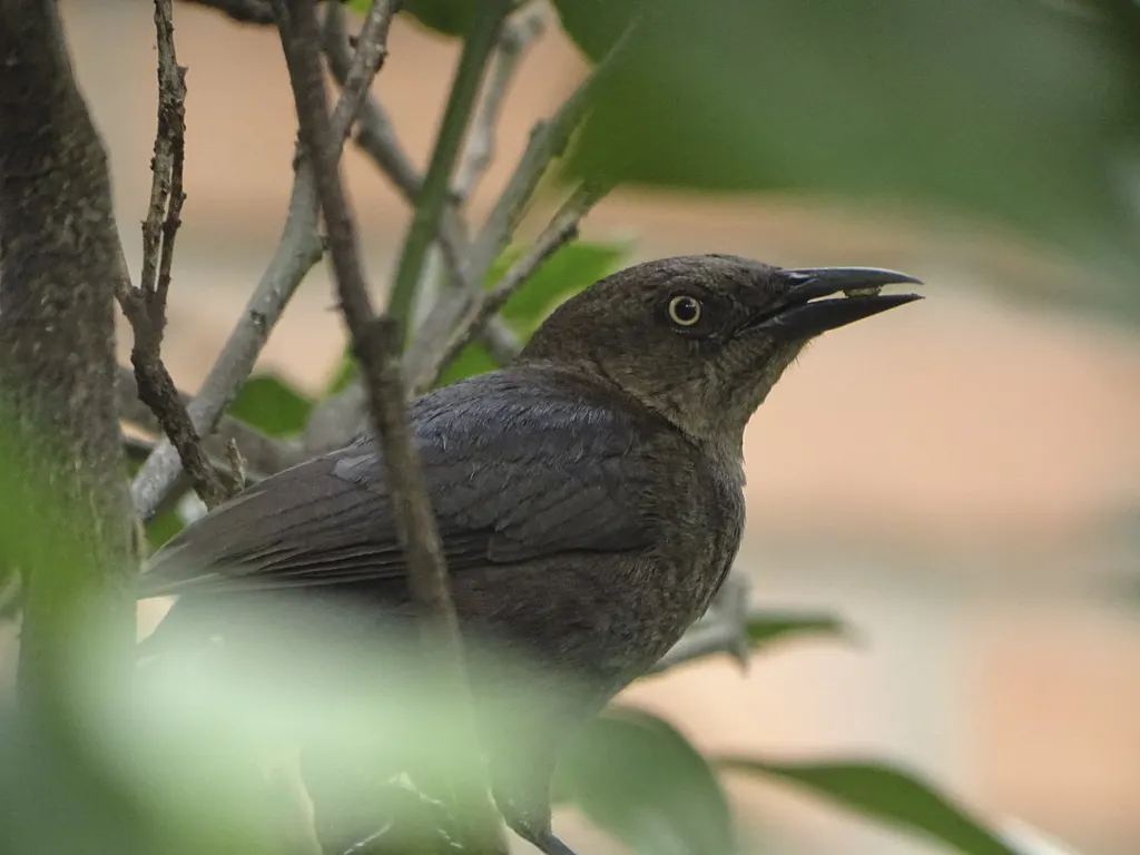 辉拟八哥(Quiscalus lugubris)