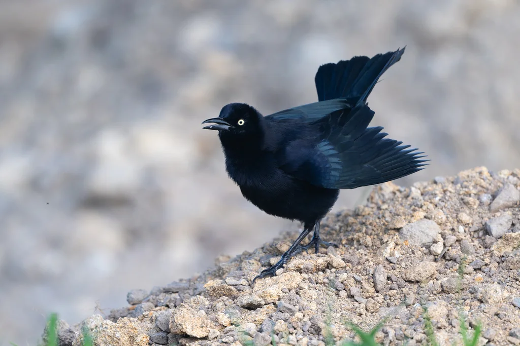 辉拟八哥(Quiscalus lugubris)