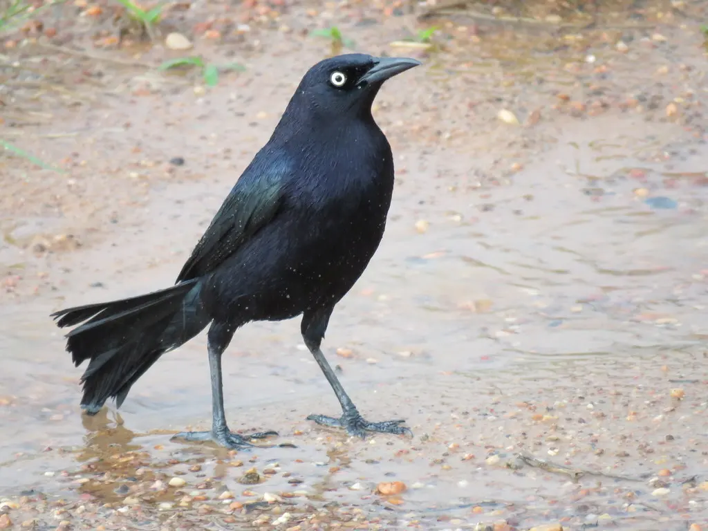 辉拟八哥(Quiscalus lugubris)