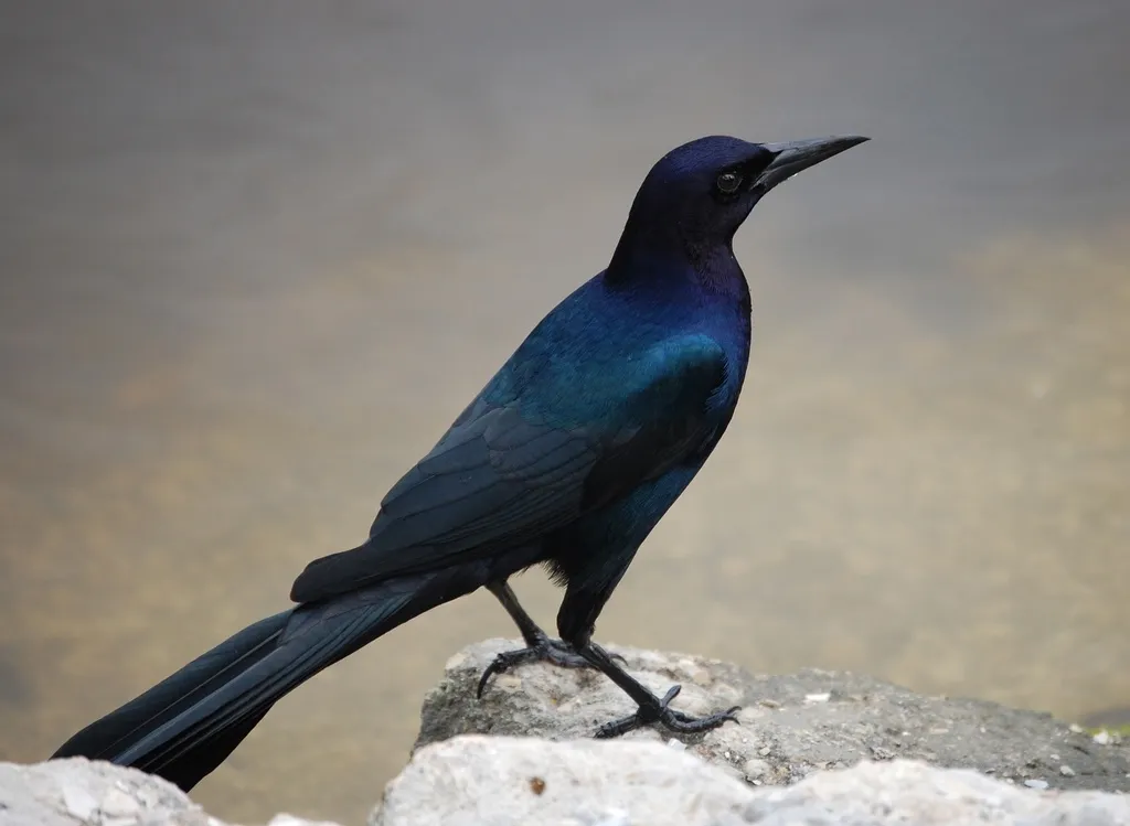 宽尾拟八哥(Quiscalus major)