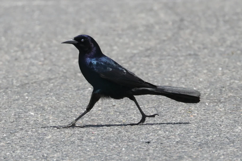 宽尾拟八哥(Quiscalus major)