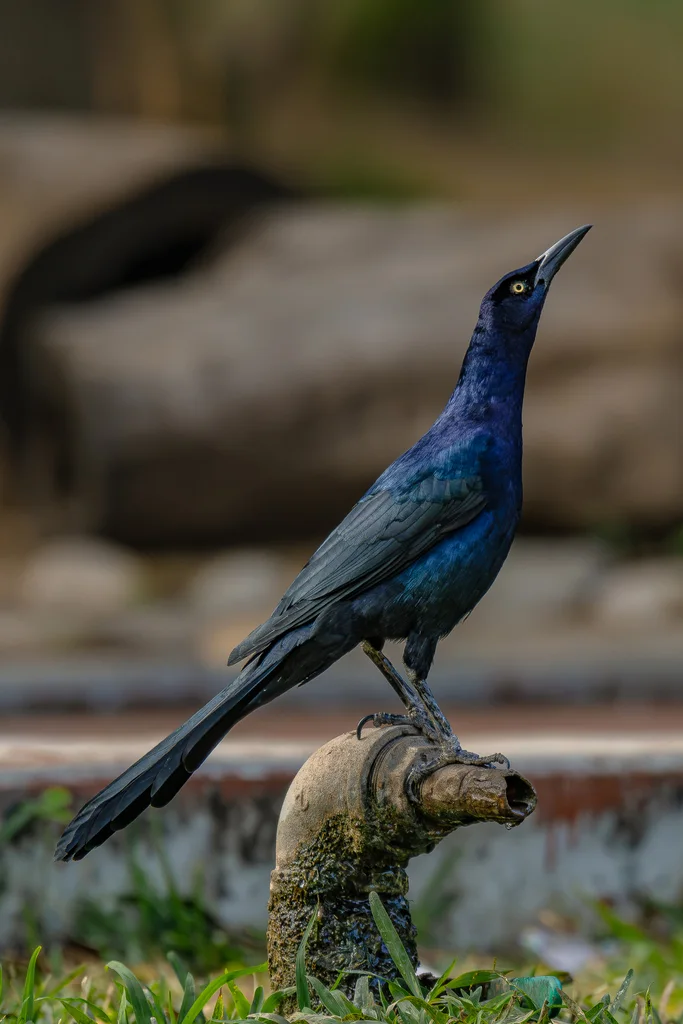 大尾拟八哥(Quiscalus mexicanus)
