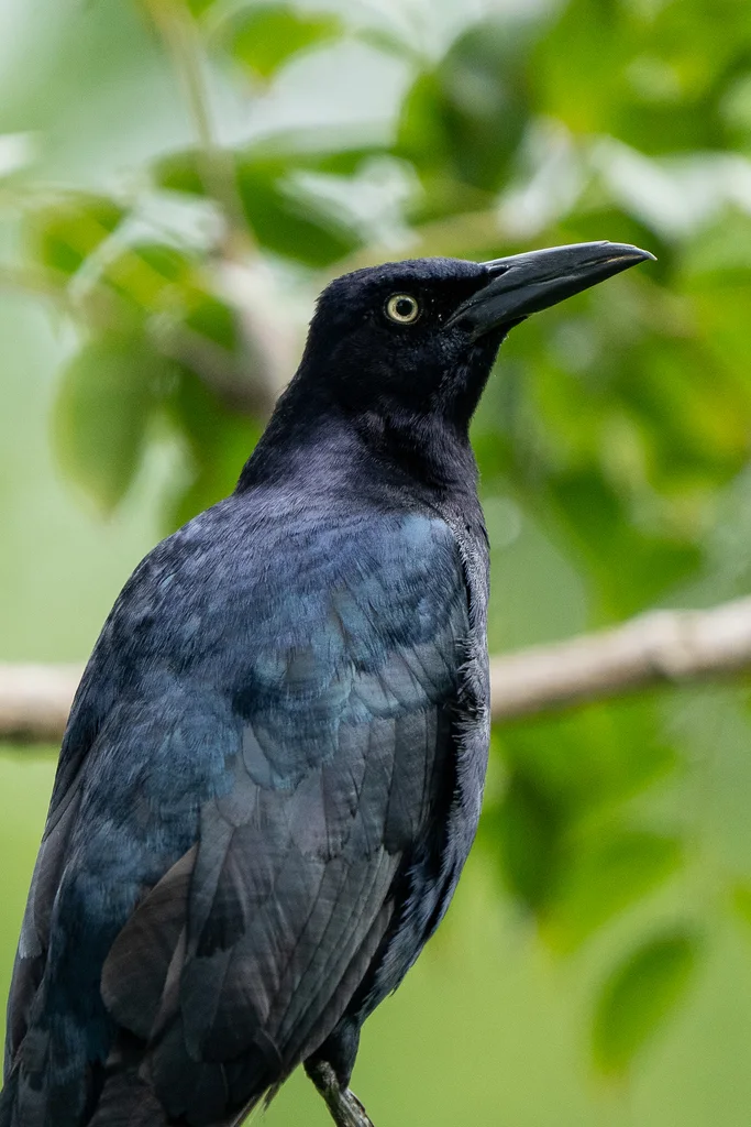 大尾拟八哥(Quiscalus mexicanus)