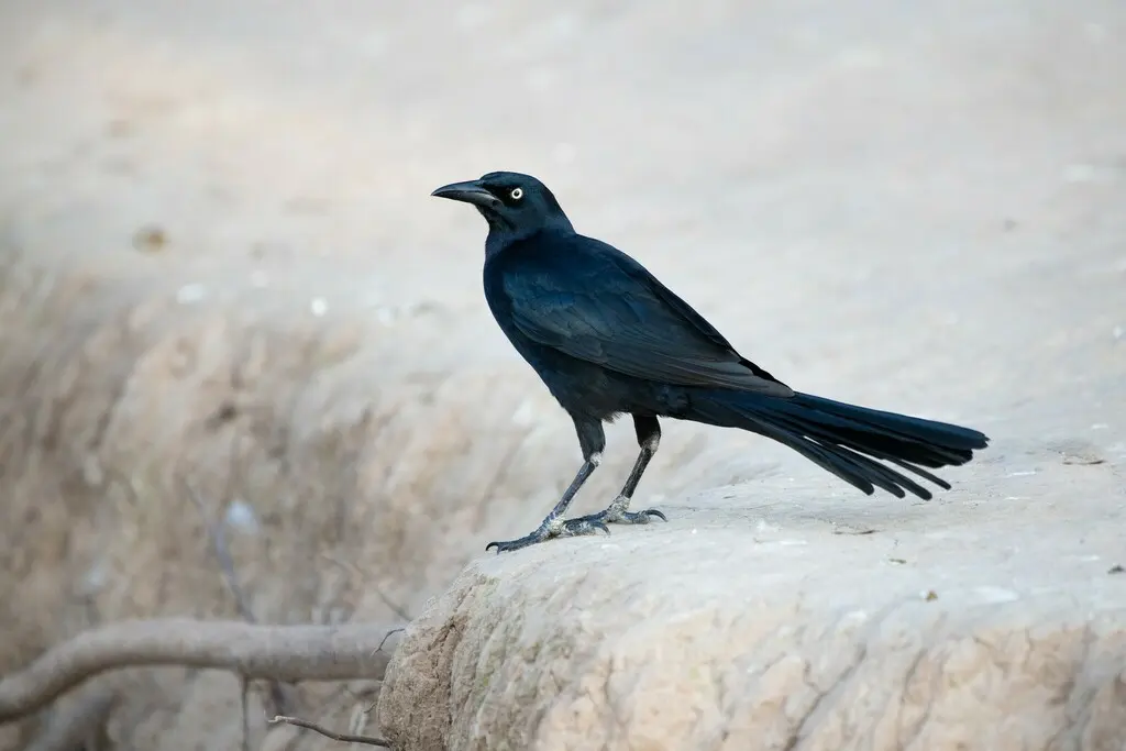 大尾拟八哥(Quiscalus mexicanus)