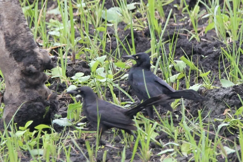 尼加拉瓜拟八哥(Quiscalus nicaraguensis)