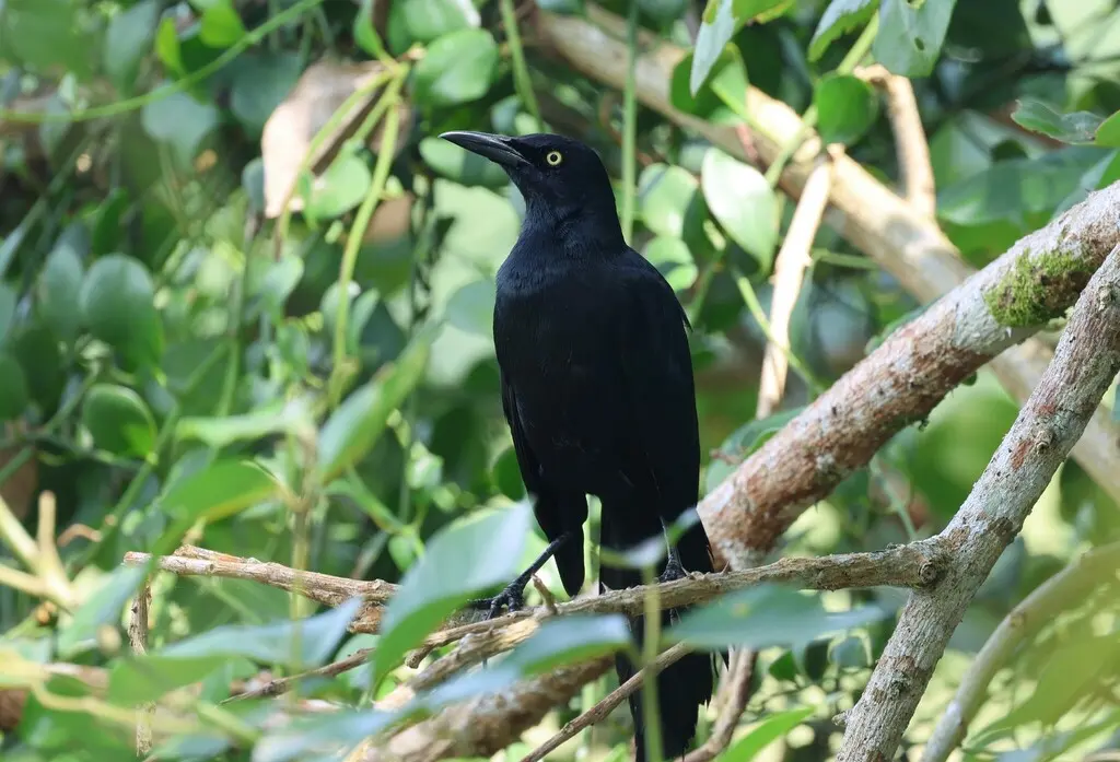 尼加拉瓜拟八哥(Quiscalus nicaraguensis)