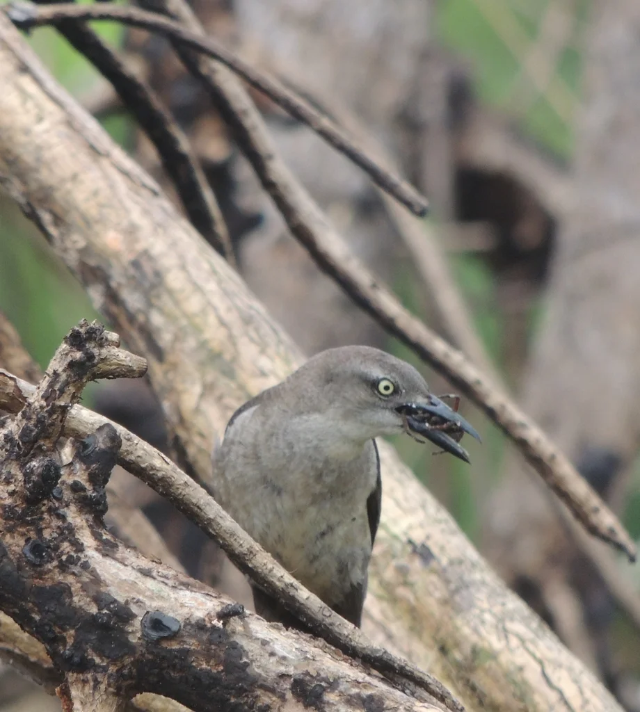 尼加拉瓜拟八哥(Quiscalus nicaraguensis)