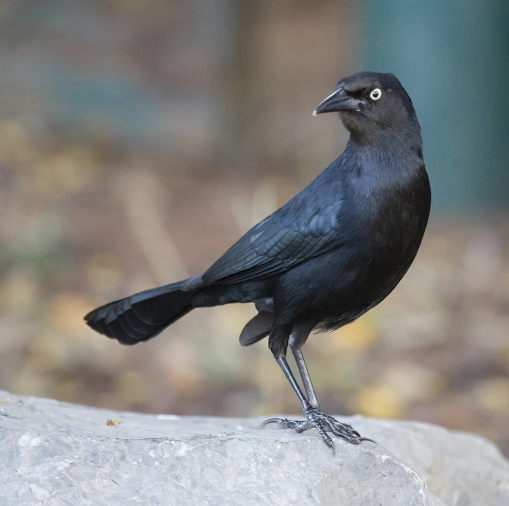 黑拟八哥(Quiscalus niger)