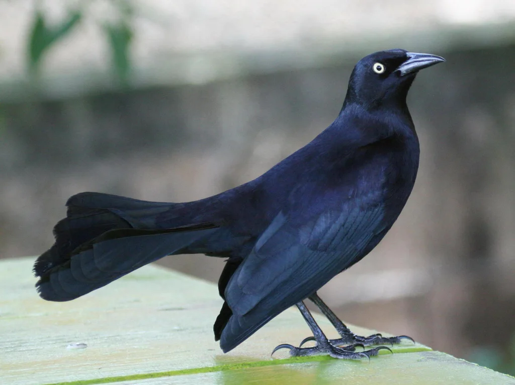 黑拟八哥(Quiscalus niger)