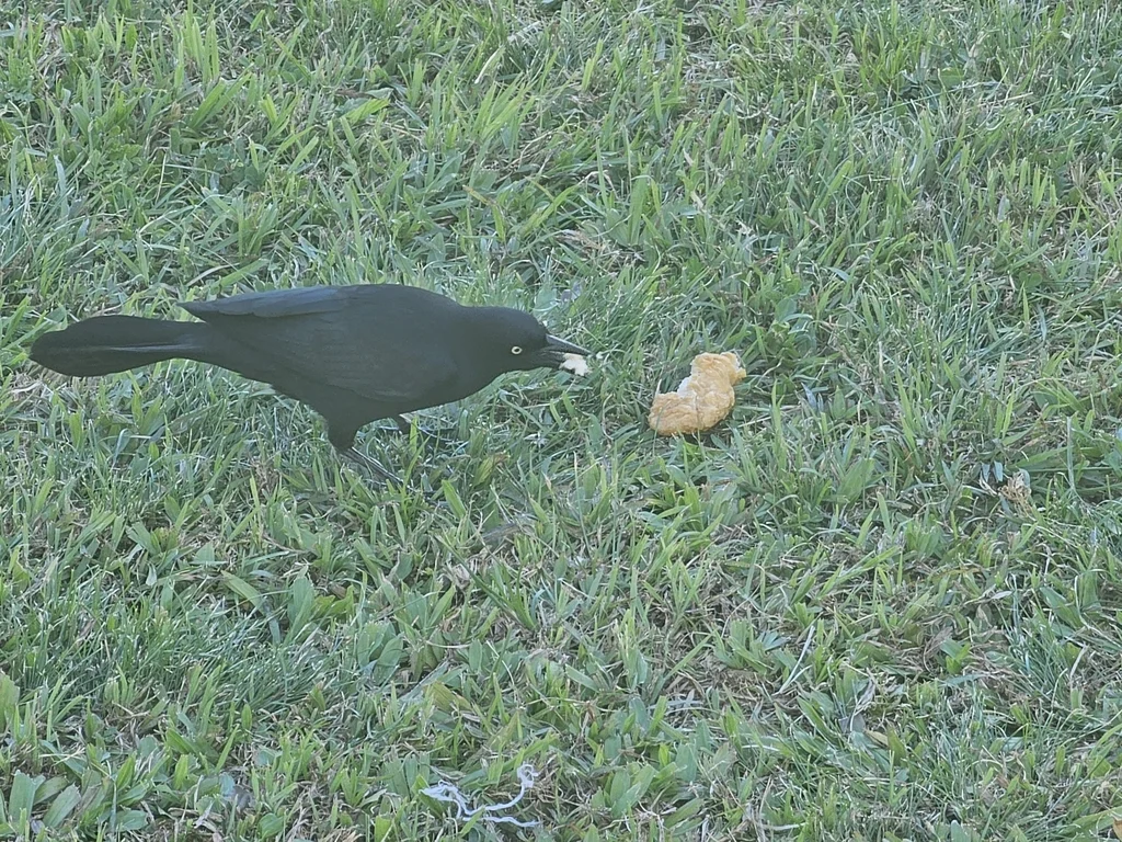 黑拟八哥(Quiscalus niger)