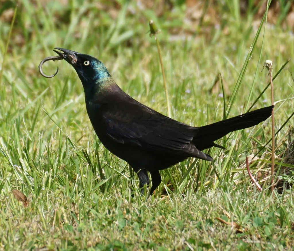 拟八哥(Quiscalus quiscula)