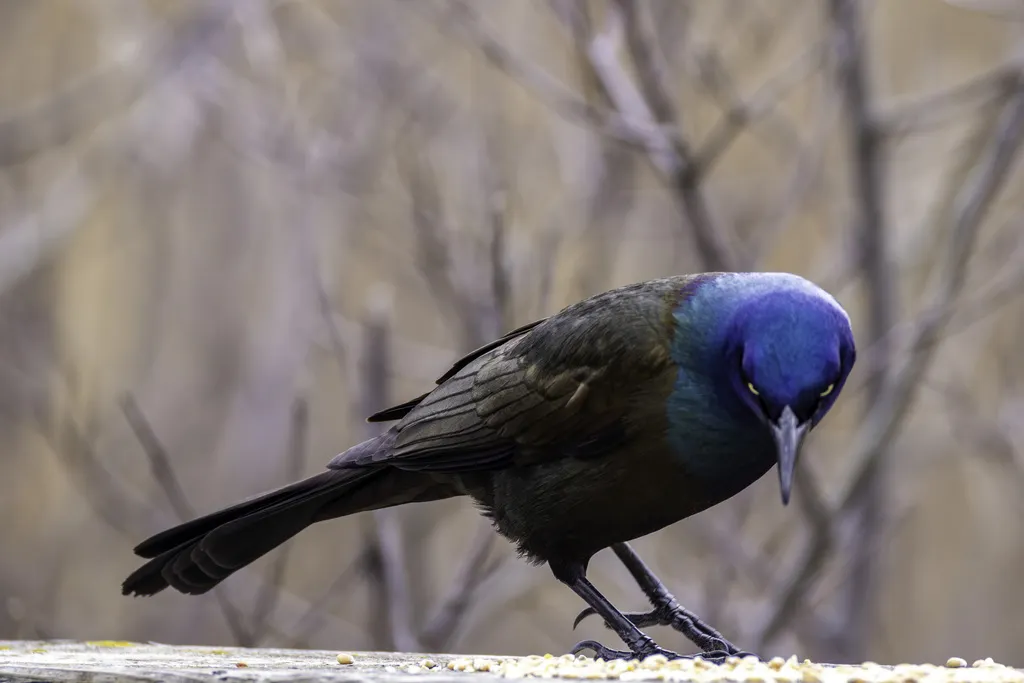 拟八哥(Quiscalus quiscula)