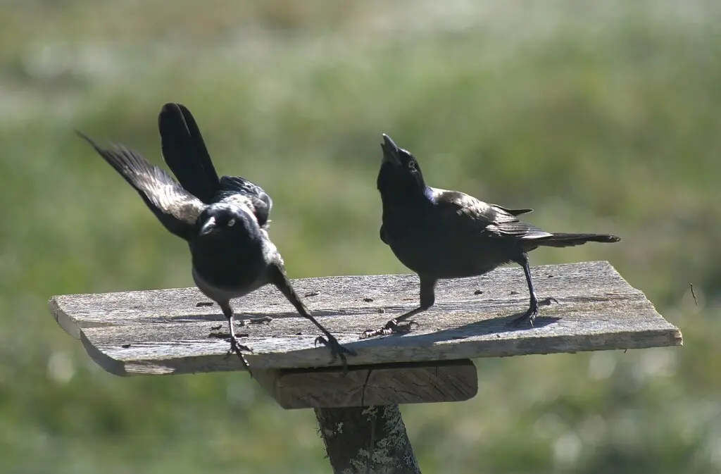 拟八哥(Quiscalus quiscula)