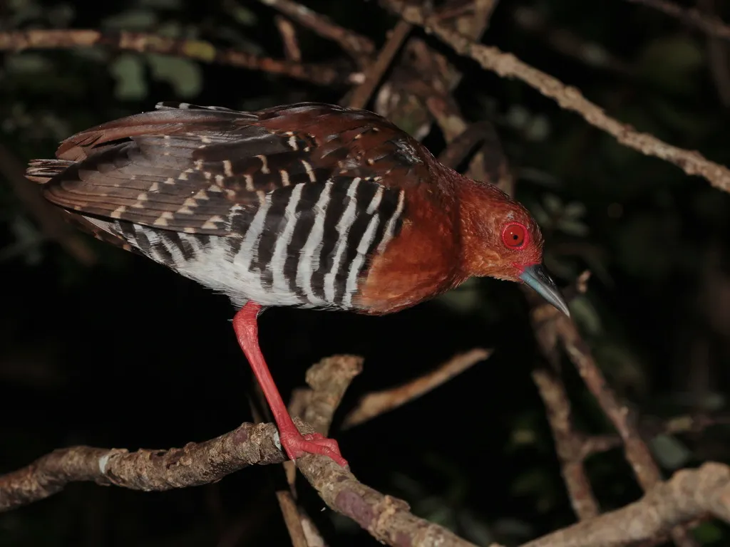 红腿斑秧鸡(Rallina fasciata)