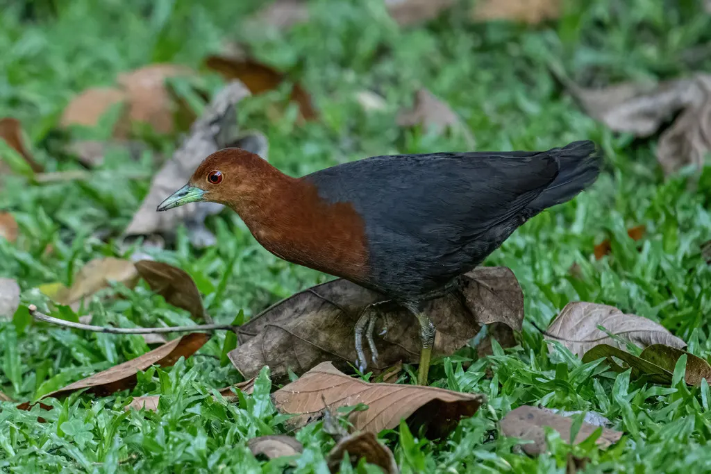 红颈秧鸡(Rallina tricolor)