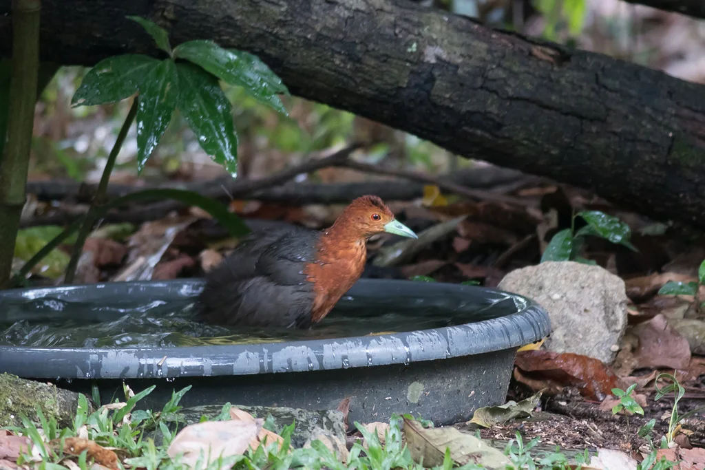 红颈秧鸡(Rallina tricolor)
