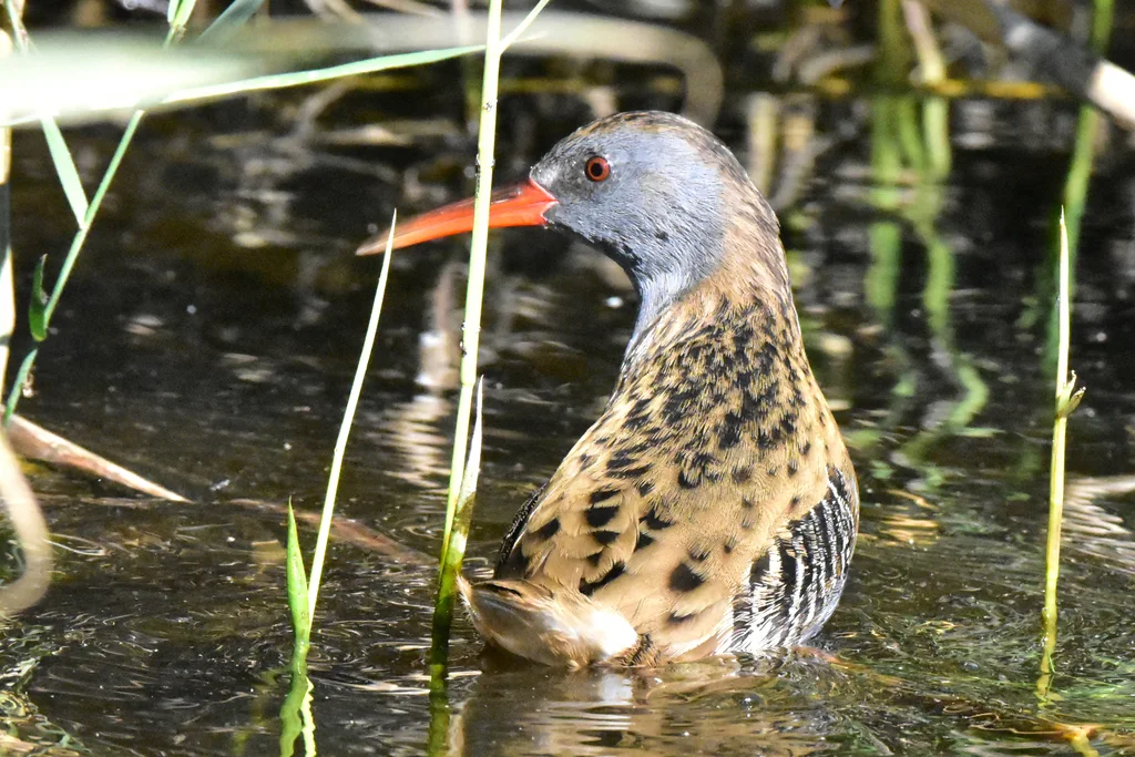 西方秧鸡（Rallus aquaticus）