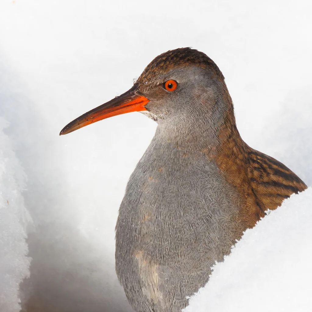 西方秧鸡（Rallus aquaticus）
