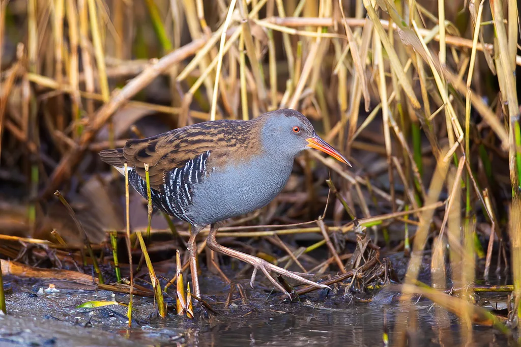 西方秧鸡（Rallus aquaticus）