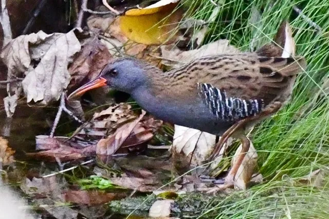 西方秧鸡（Rallus aquaticus）