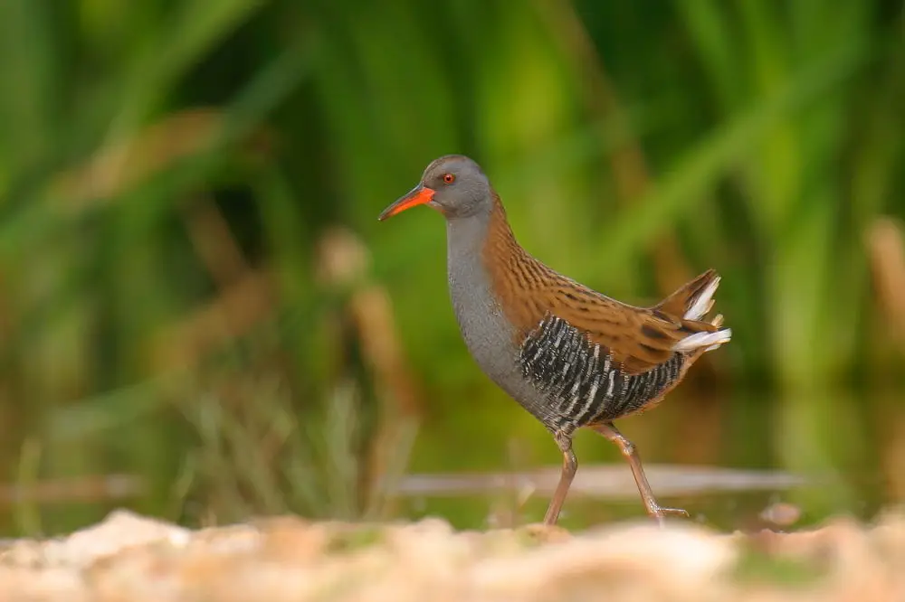 西方秧鸡（Rallus aquaticus）