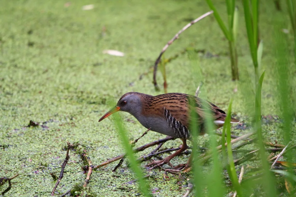 西方秧鸡（Rallus aquaticus）