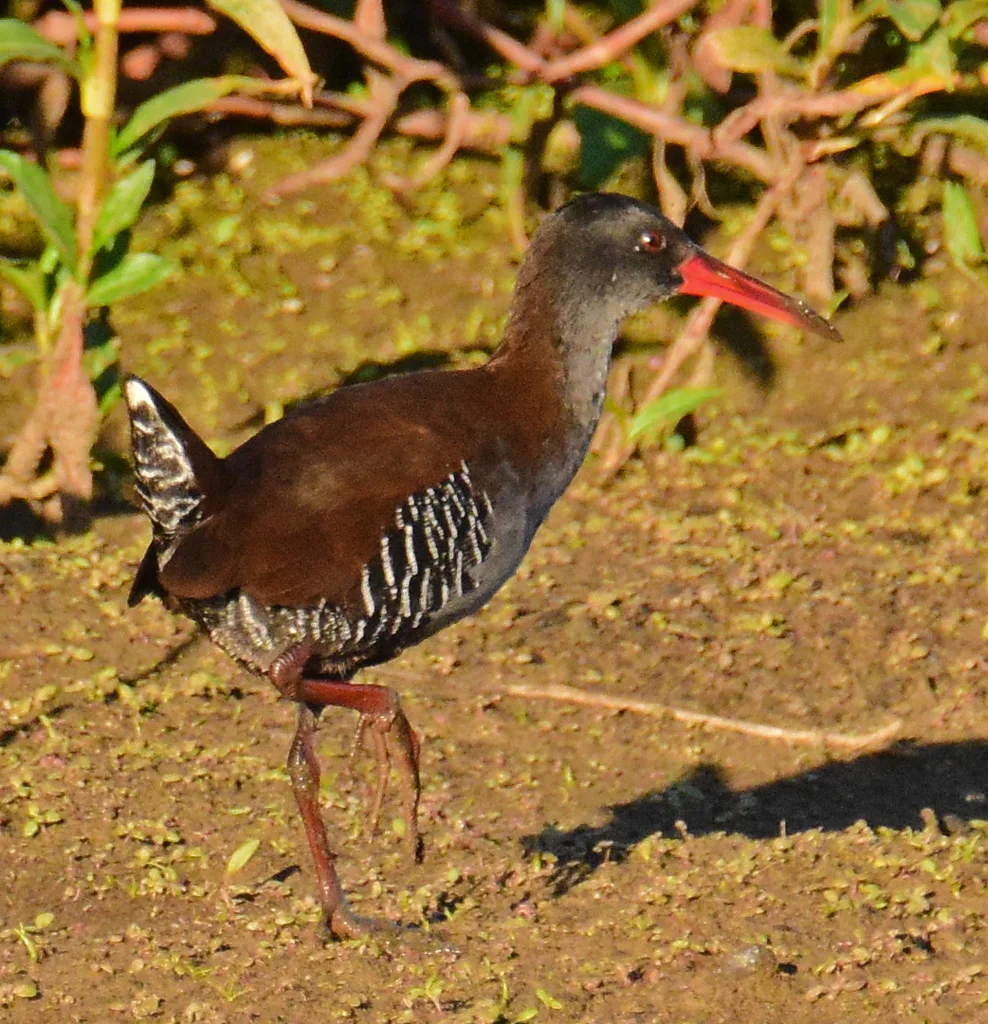 暗蓝秧鸡(Rallus caerulescens)