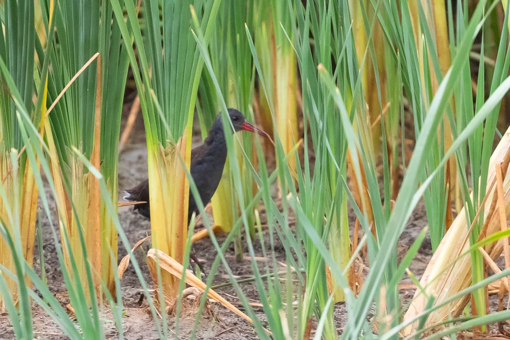 暗蓝秧鸡(Rallus caerulescens)