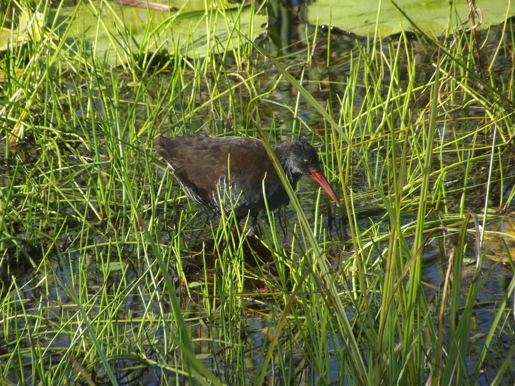 暗蓝秧鸡(Rallus caerulescens)