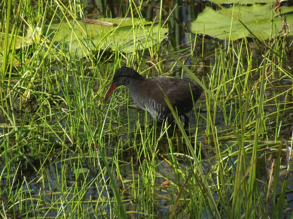 暗蓝秧鸡(Rallus caerulescens)
