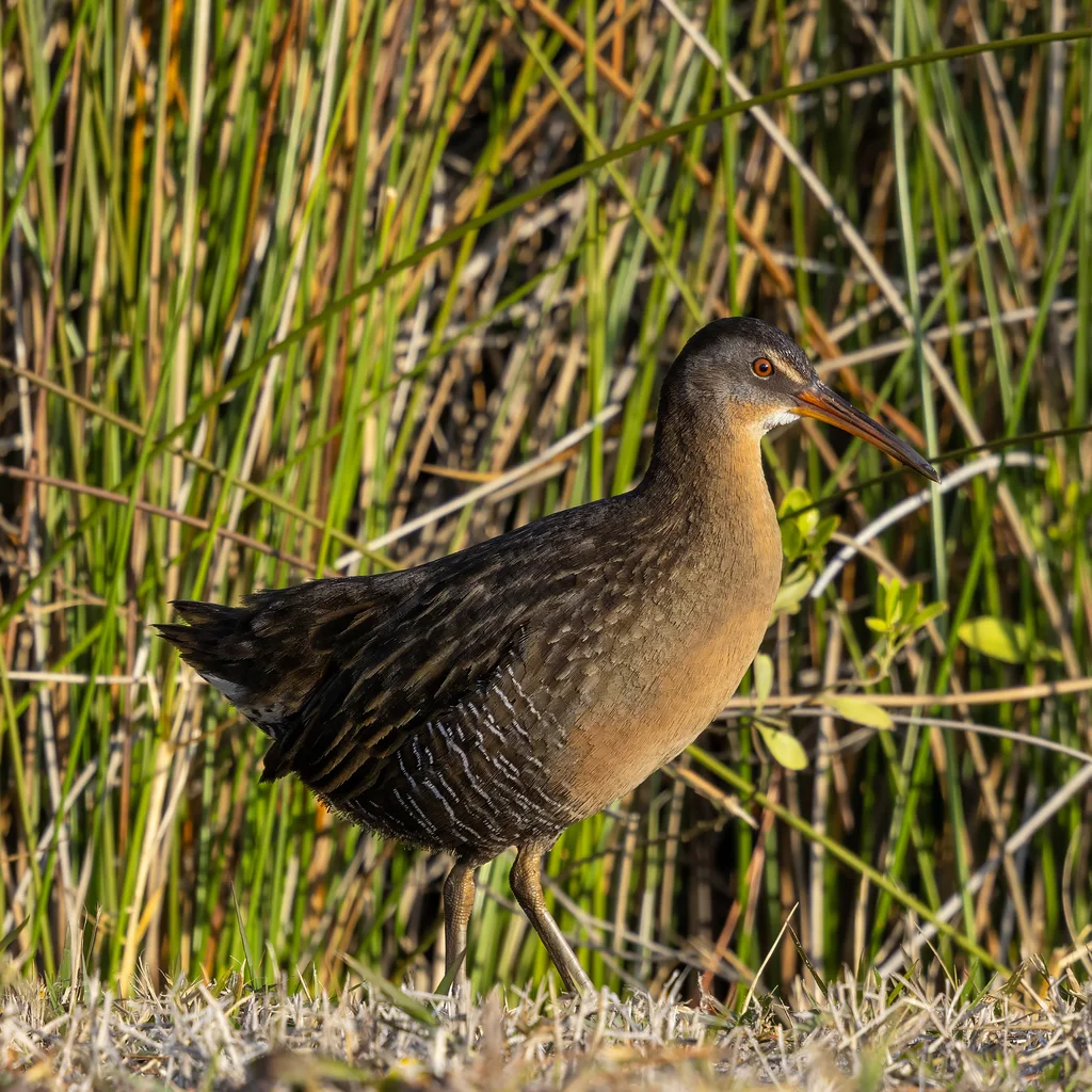 长嘴秧鸡(Rallus crepitans)