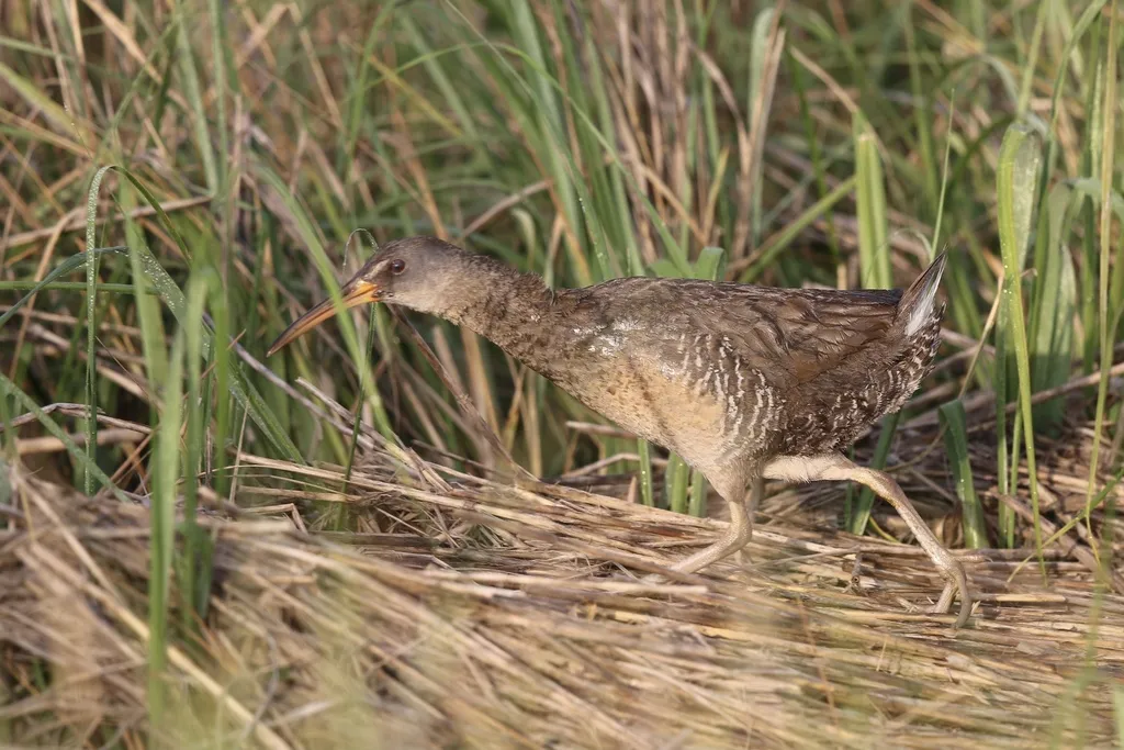 长嘴秧鸡(Rallus crepitans)