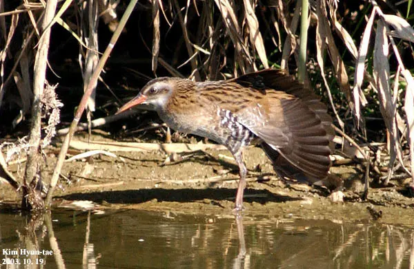 普通秧鸡(Rallus indicus)