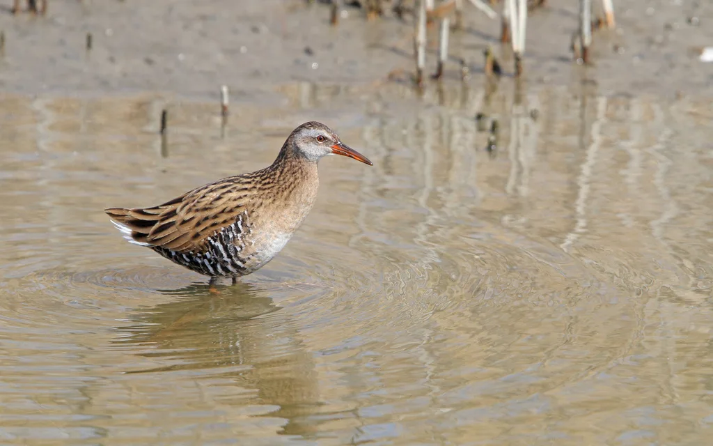 普通秧鸡(Rallus indicus)