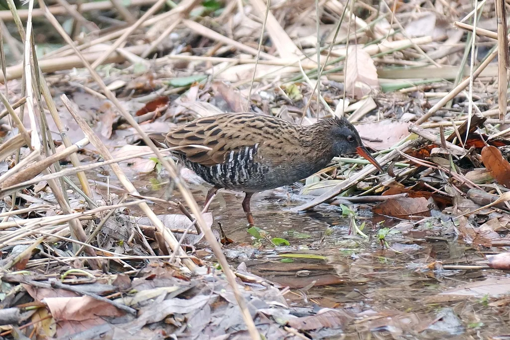 普通秧鸡(Rallus indicus)