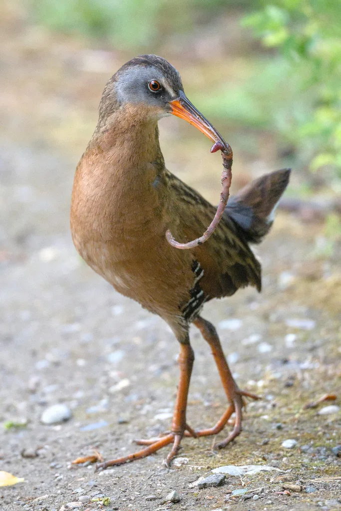 弗吉尼亚秧鸡（Rallus limicola）
