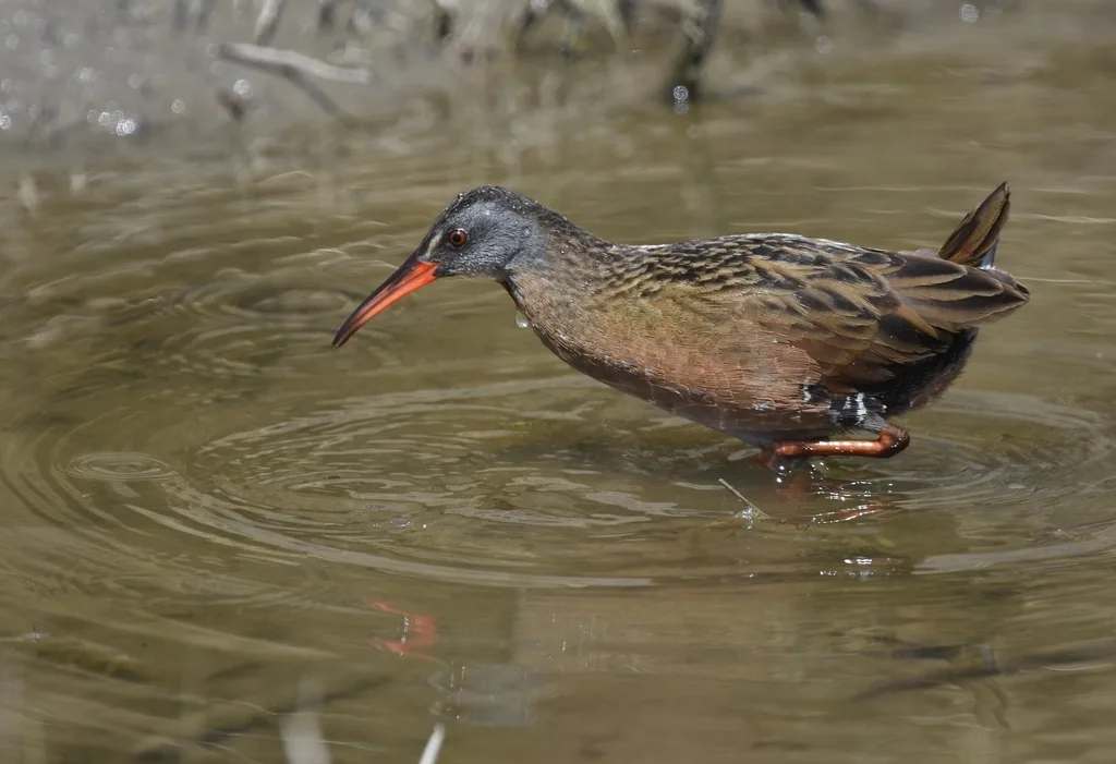 弗吉尼亚秧鸡（Rallus limicola）