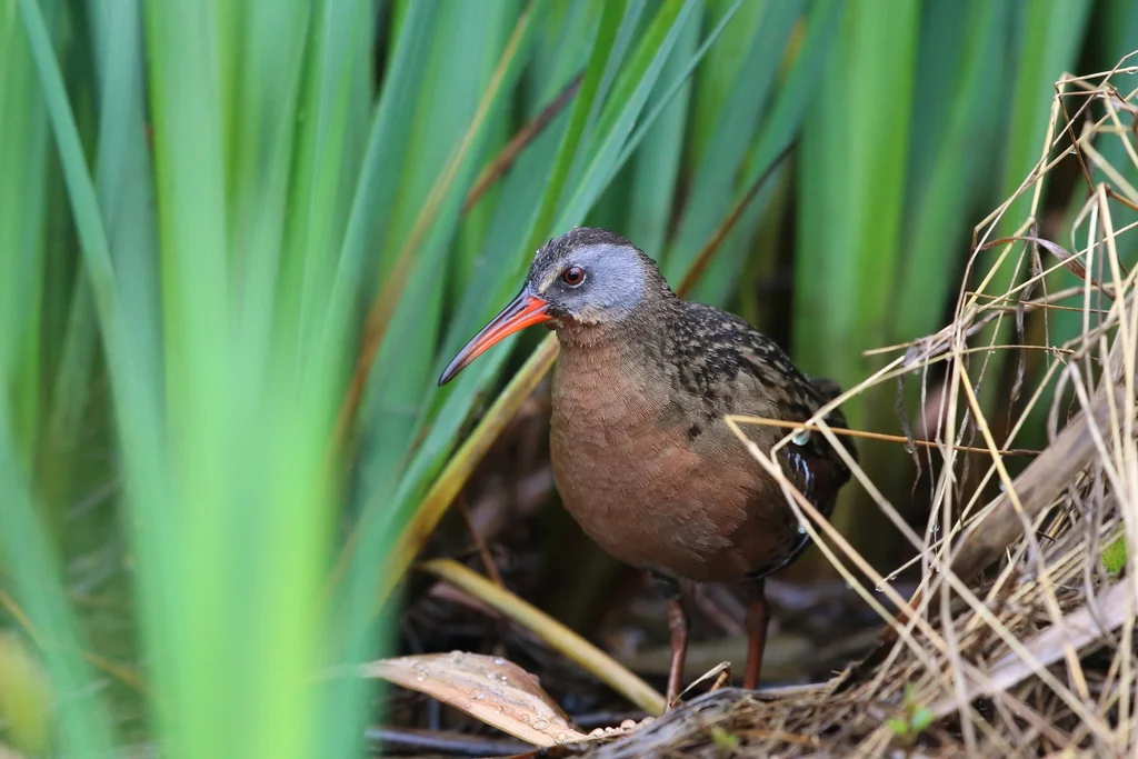 弗吉尼亚秧鸡（Rallus limicola）