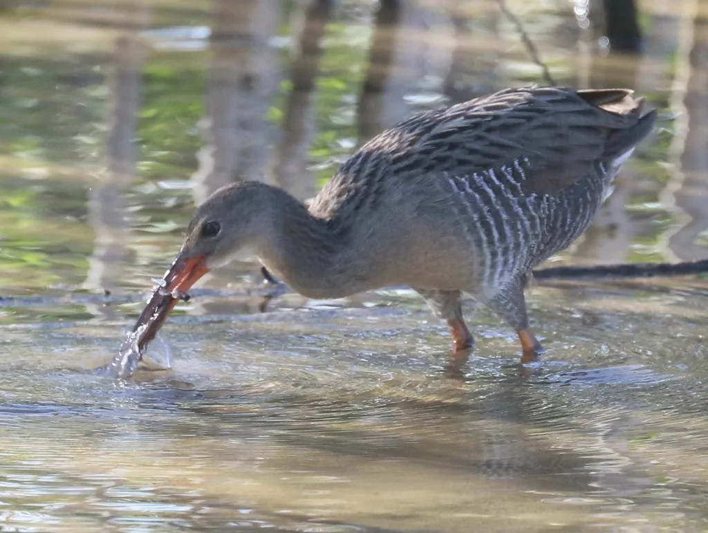 红树林秧鸡(Rallus longirostris)
