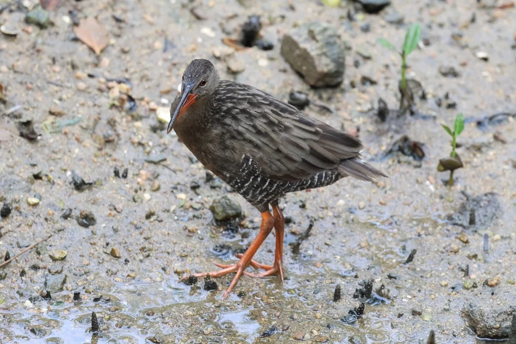 红树林秧鸡(Rallus longirostris)