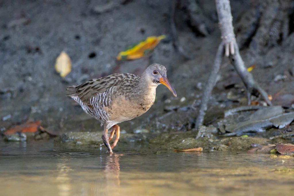 红树林秧鸡(Rallus longirostris)
